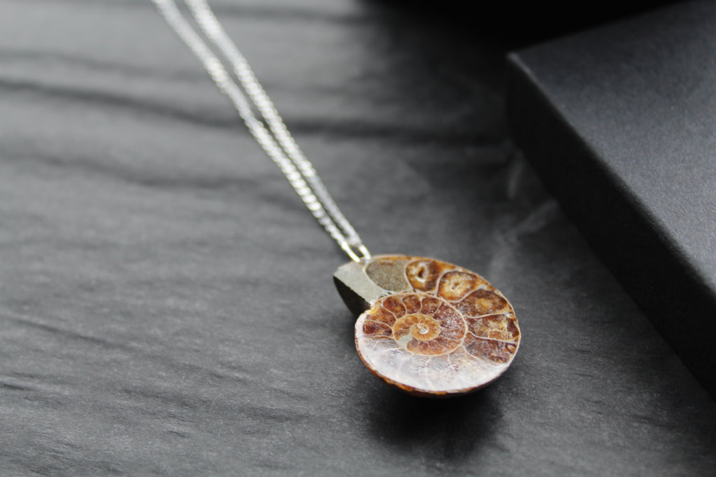 Fossil Ammonite Slice Necklace