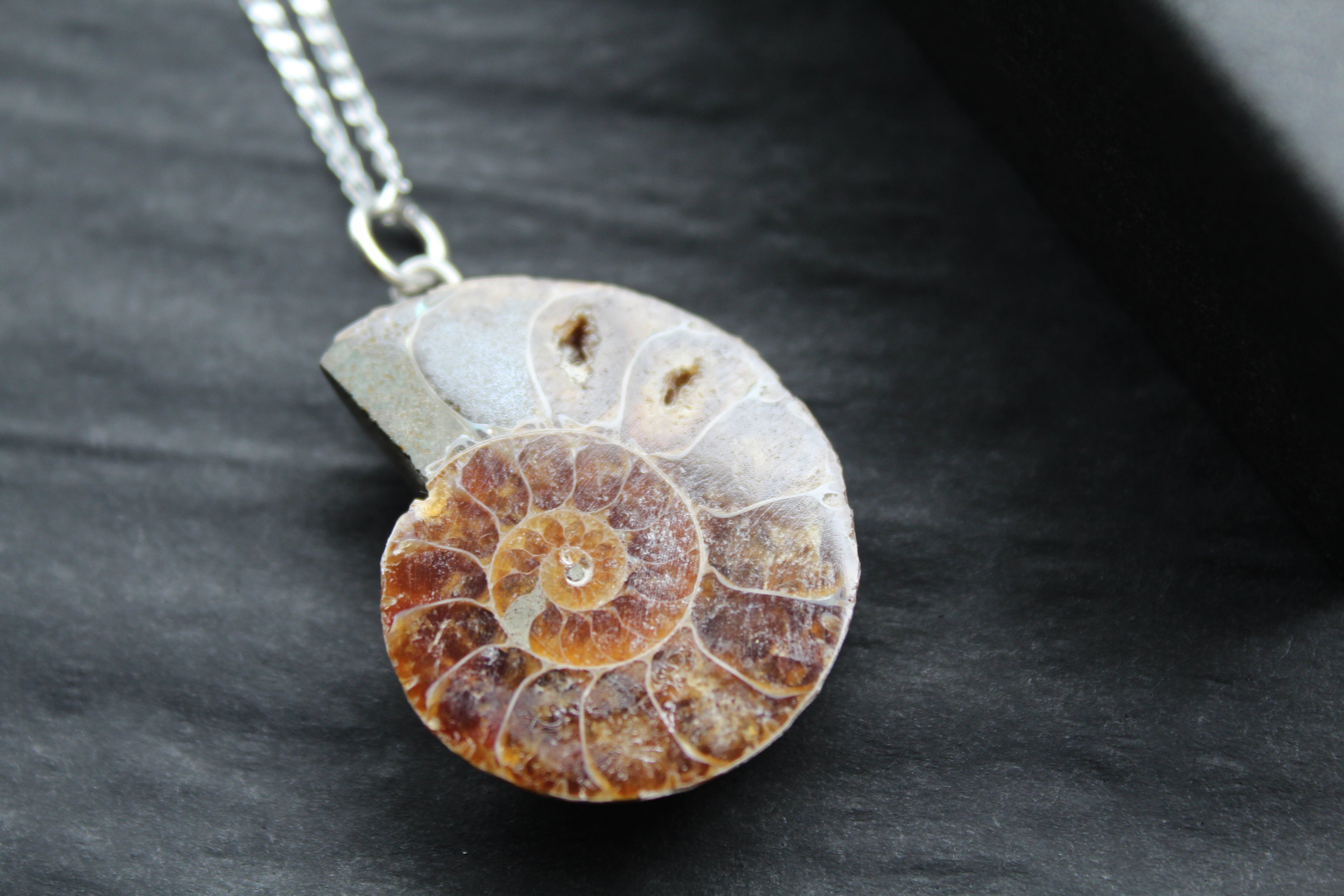Fossil Ammonite Slice Necklace
