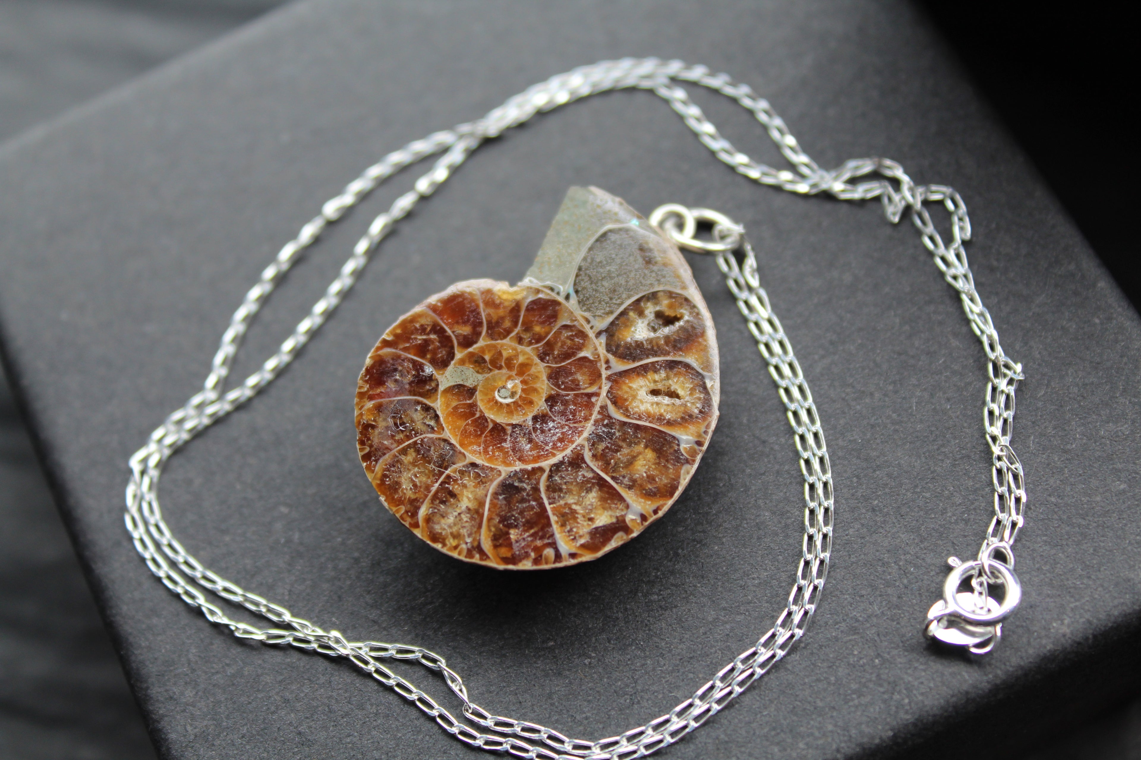 Fossil Ammonite Slice Necklace